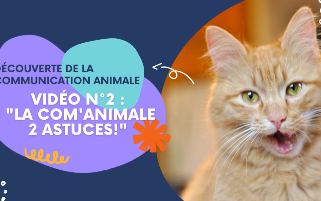 2ème Vidéo à la Découverte de la Communication animale !