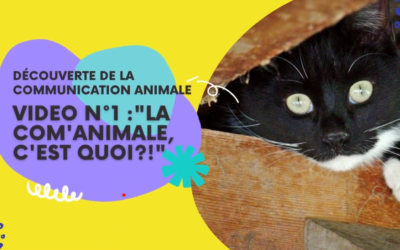 Découverte de la Communication animale : Vidéo n°1