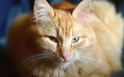 Se souvenir de la beauté du monde – Newsletter mars 2026