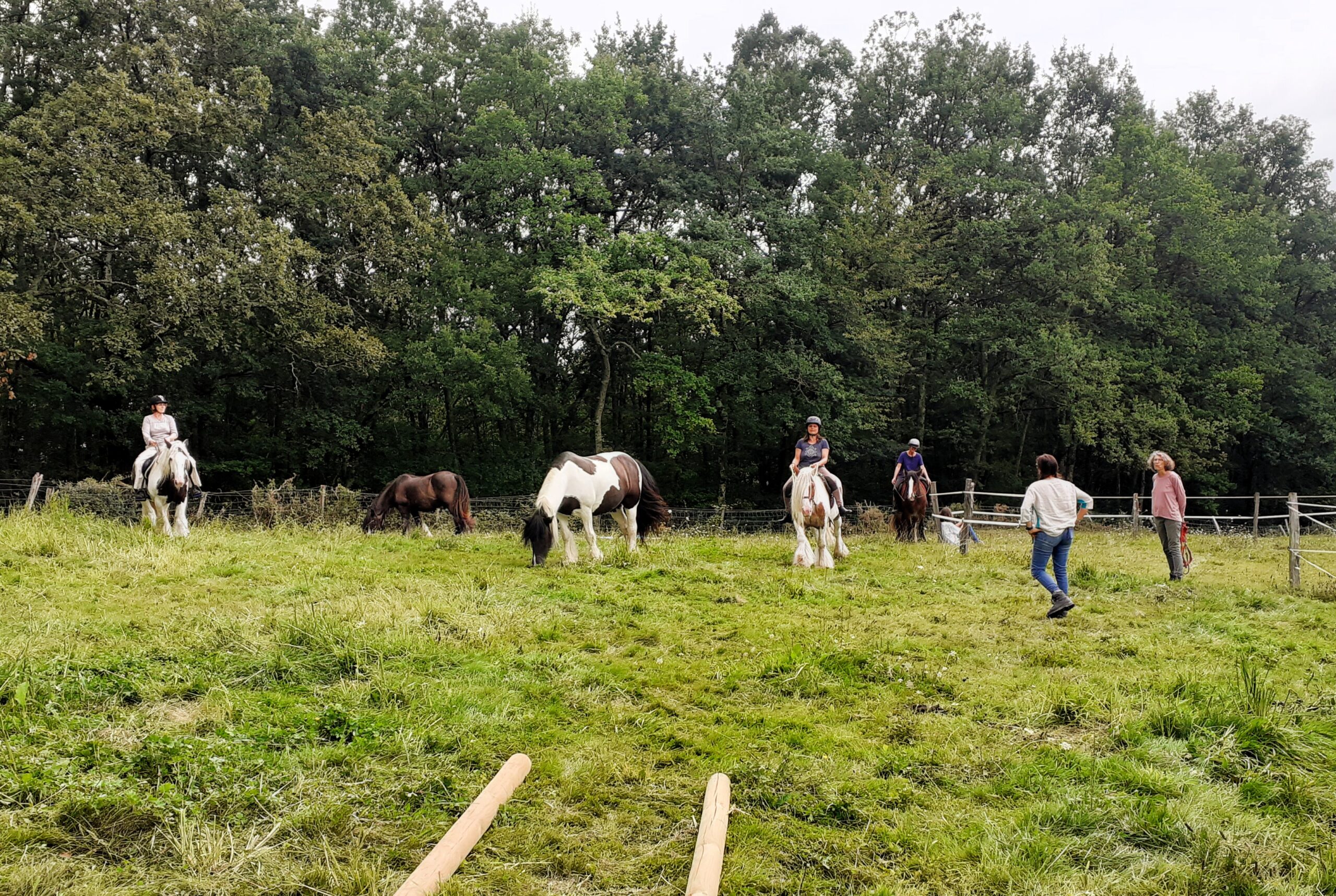Stage d'équitation connecté et communication animale intuitive