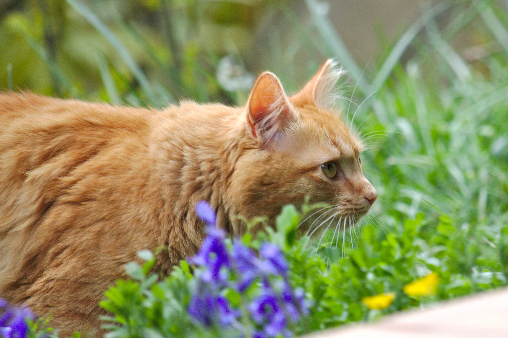 Communiquer intuitivement avec un chat pour écouter son mouvement de vie, son quotidien