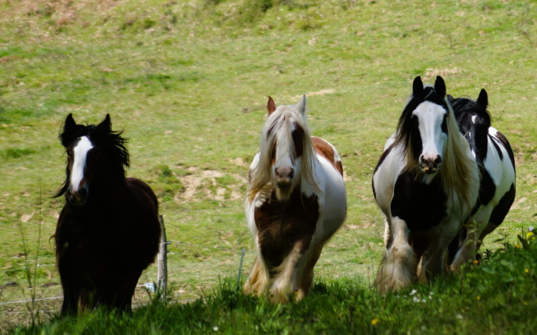 Chevaux Gypsy cob de l'élevage l'Orée des Gypsy et de Valerie Ferrand Le Lien qui soigne