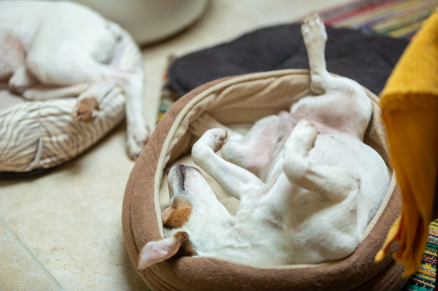 Ambiance de stage en communication intuitive avec les animaux et le vivant