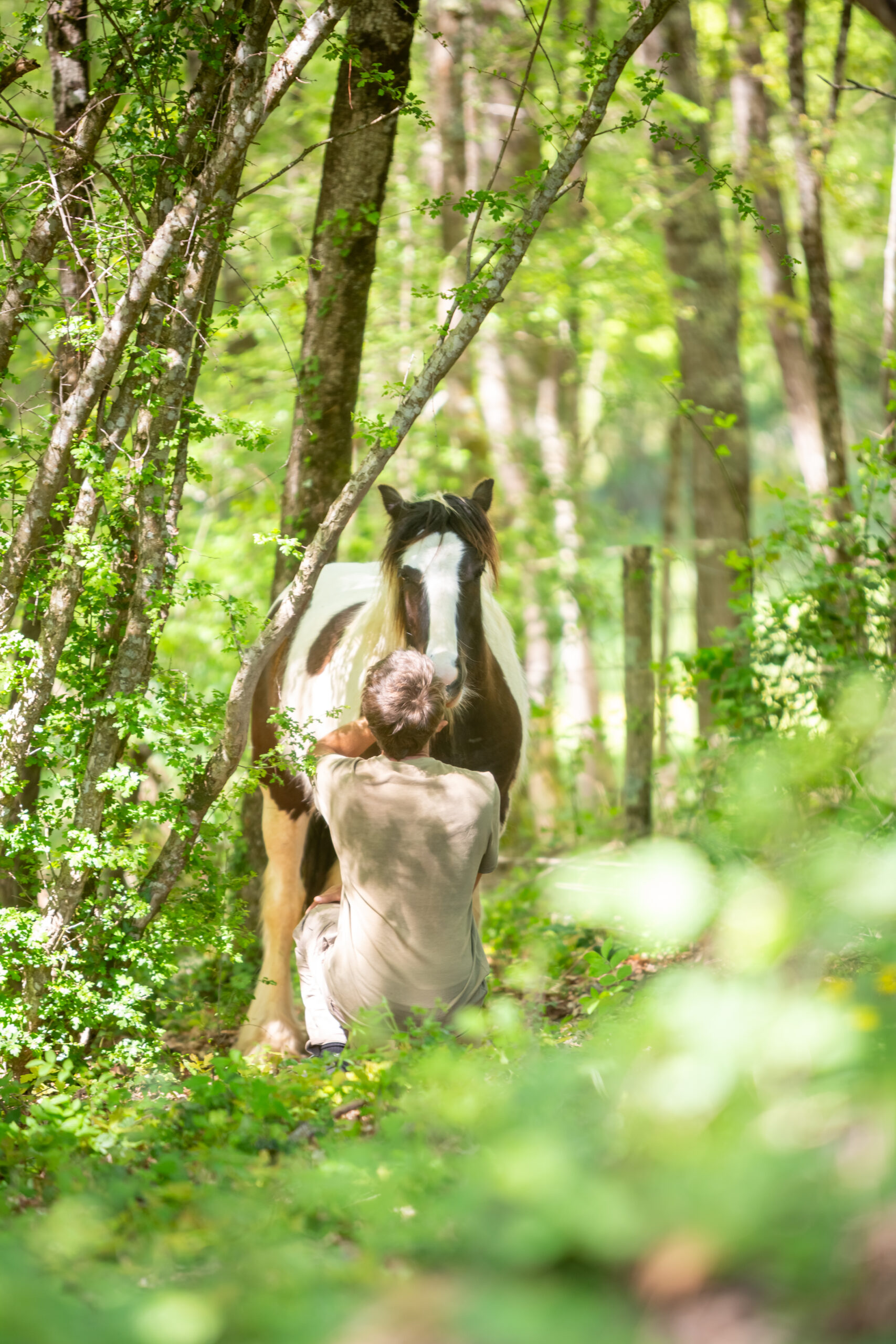 Un accompagnement individuel en médiation animale avec les chevaux