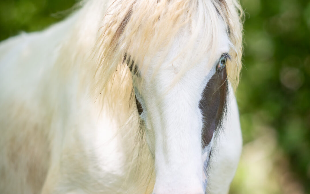 Philaé de l'Orée des Gypsy, Être cheval entre Ciel et Terre