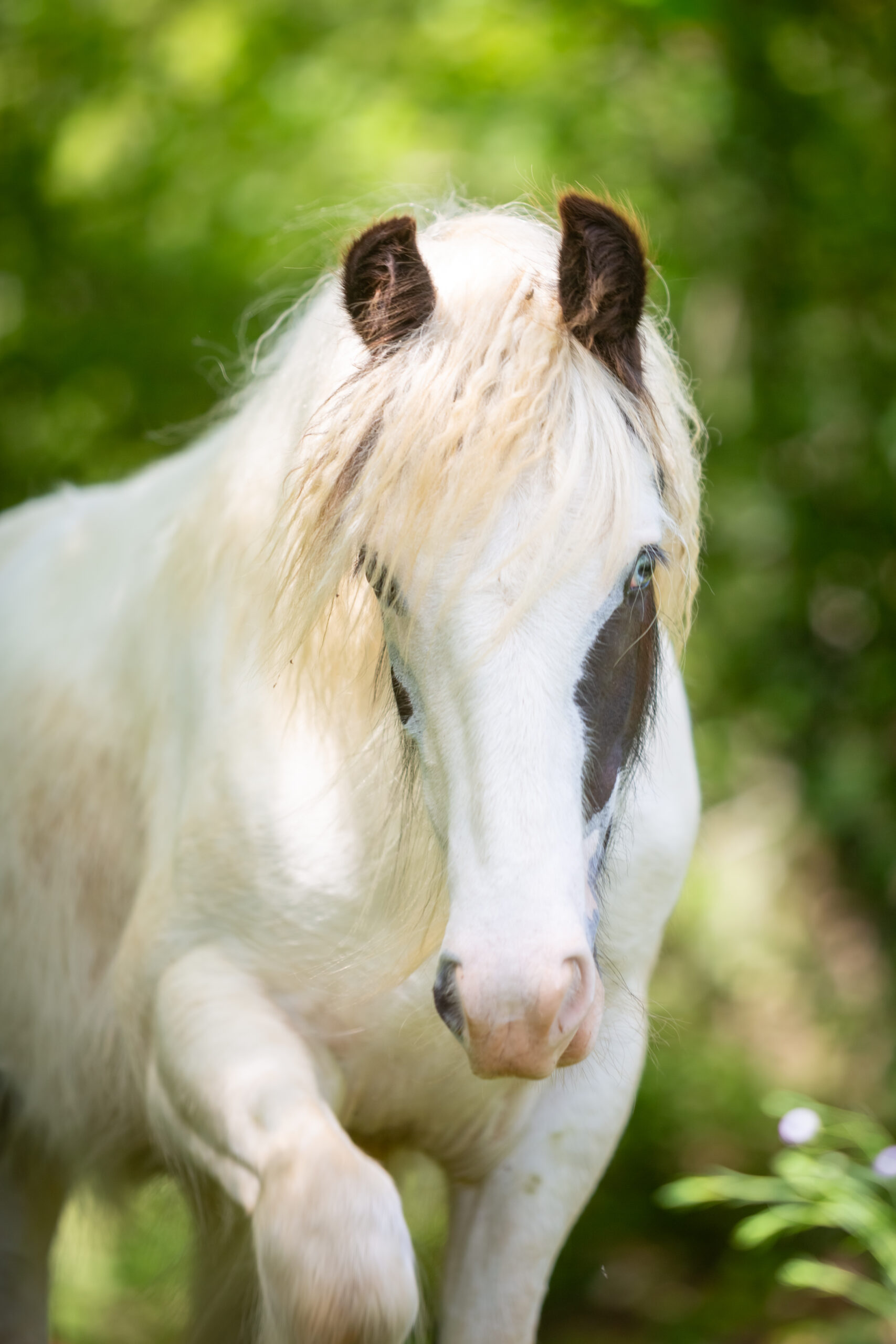 Philaé de l'Orée des Gypsy, Être cheval entre Ciel et Terre